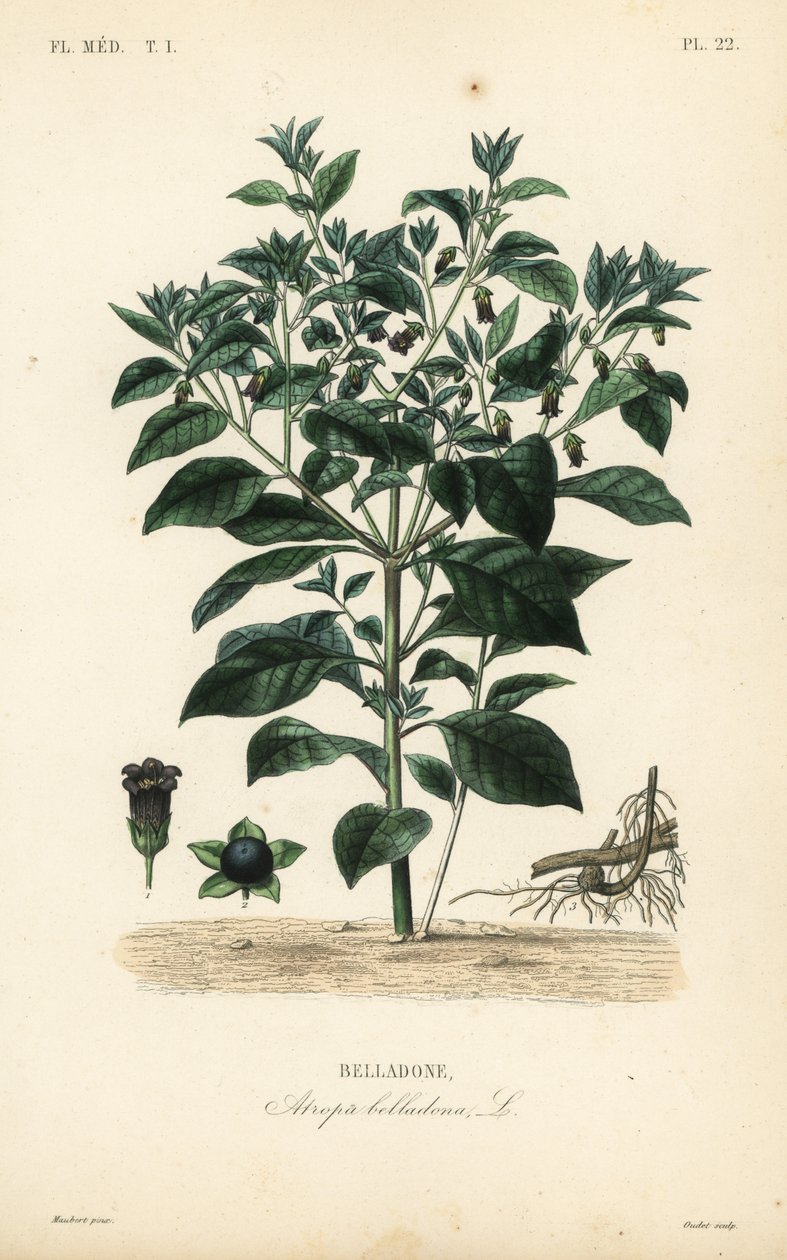 Smrtící nočník, Atropa belladonna, Belladone od Unbekannt