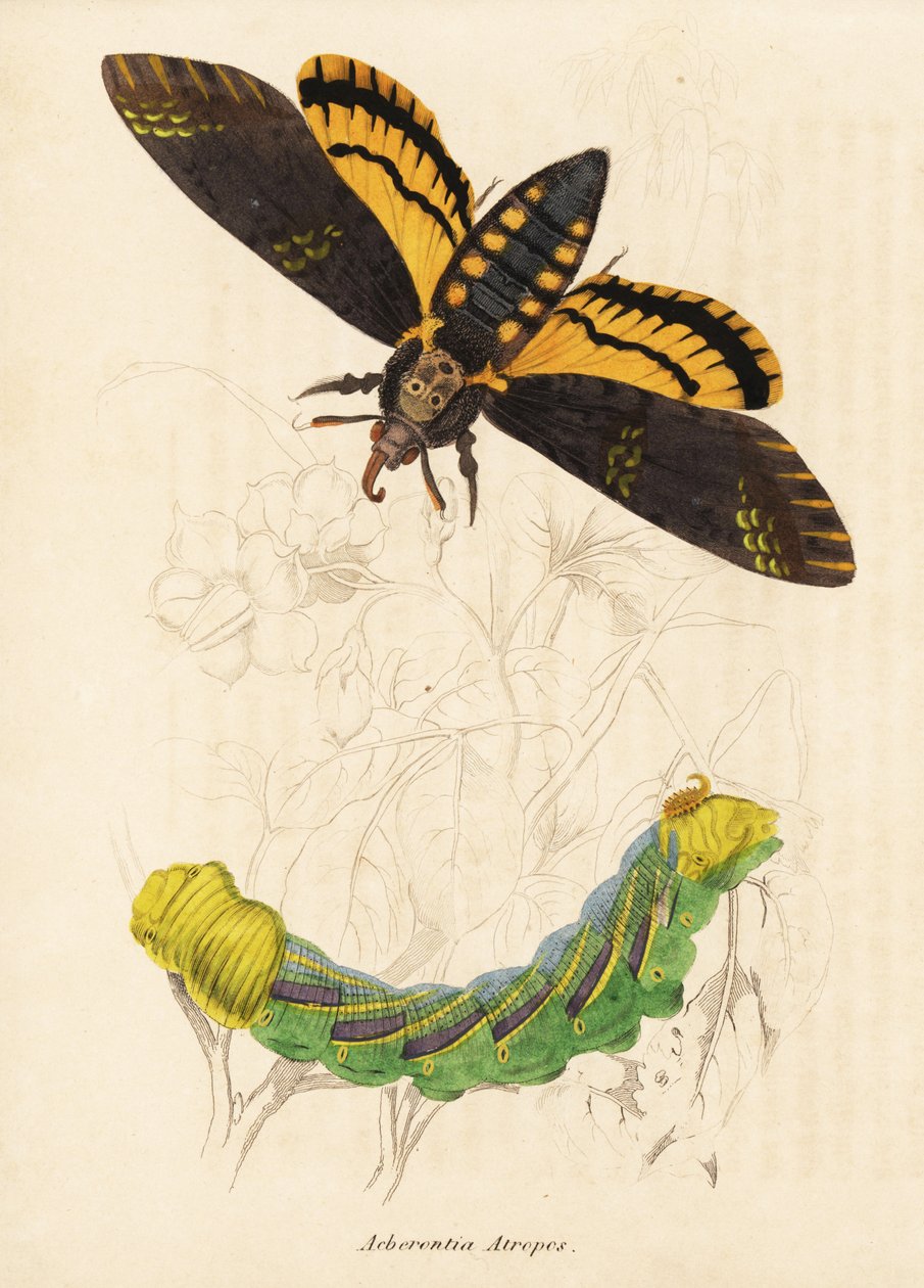 Jestřábník smrtihlav, Acherontia atropos. Ručně kolorovaná ocelorytina z přírodovědné galerie Georga Friedricha Treitschkeho, Naturhistorischer Bildersaal des Thierreiches, Liepzig-1842. od Unbekannter Künstler