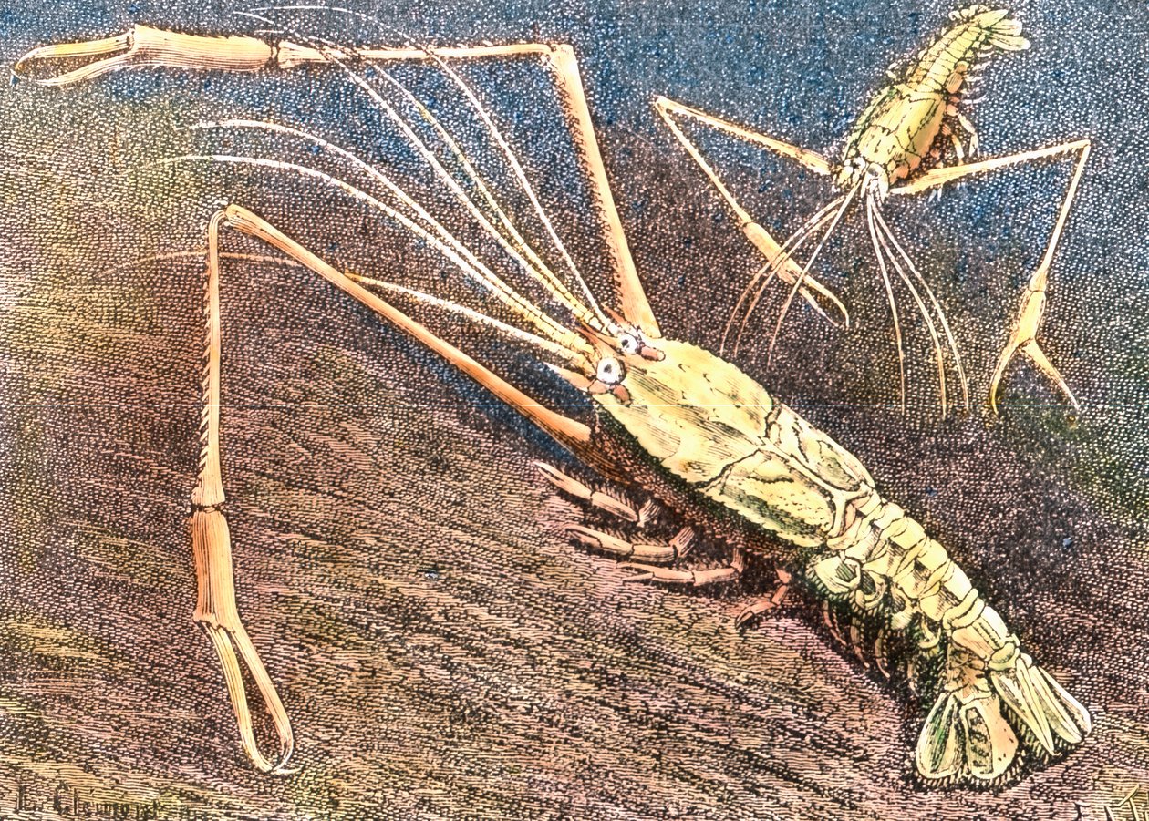 Hlubinná kreveta od Unbekannter Künstler