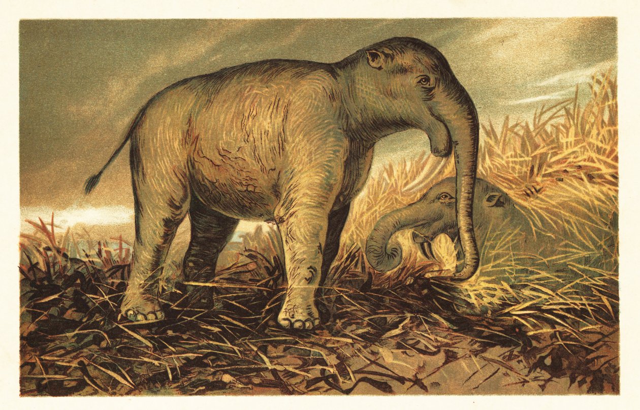Deinotherium giganteum, velký prehistorický příbuzný moderní doby 1908 (litografie) od Unbekannter Künstler