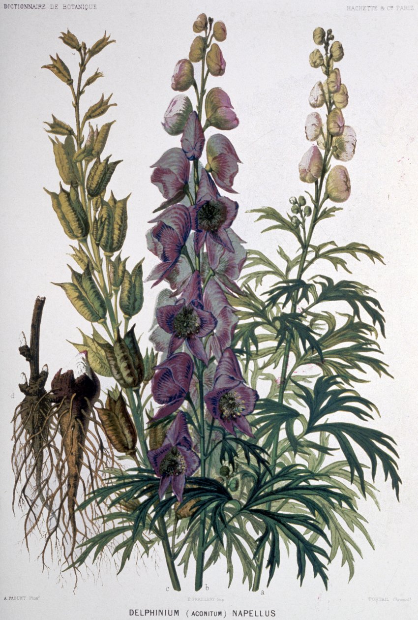 Delphinium Napellus, asi 1850-1900 (litografie) od Unbekannter Künstler