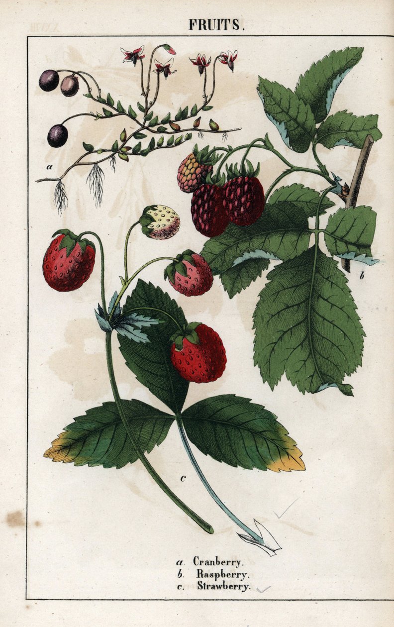 Popis bobulí: plody brusinek, malin a jahod. Chromolitografie v knize "Recueil d