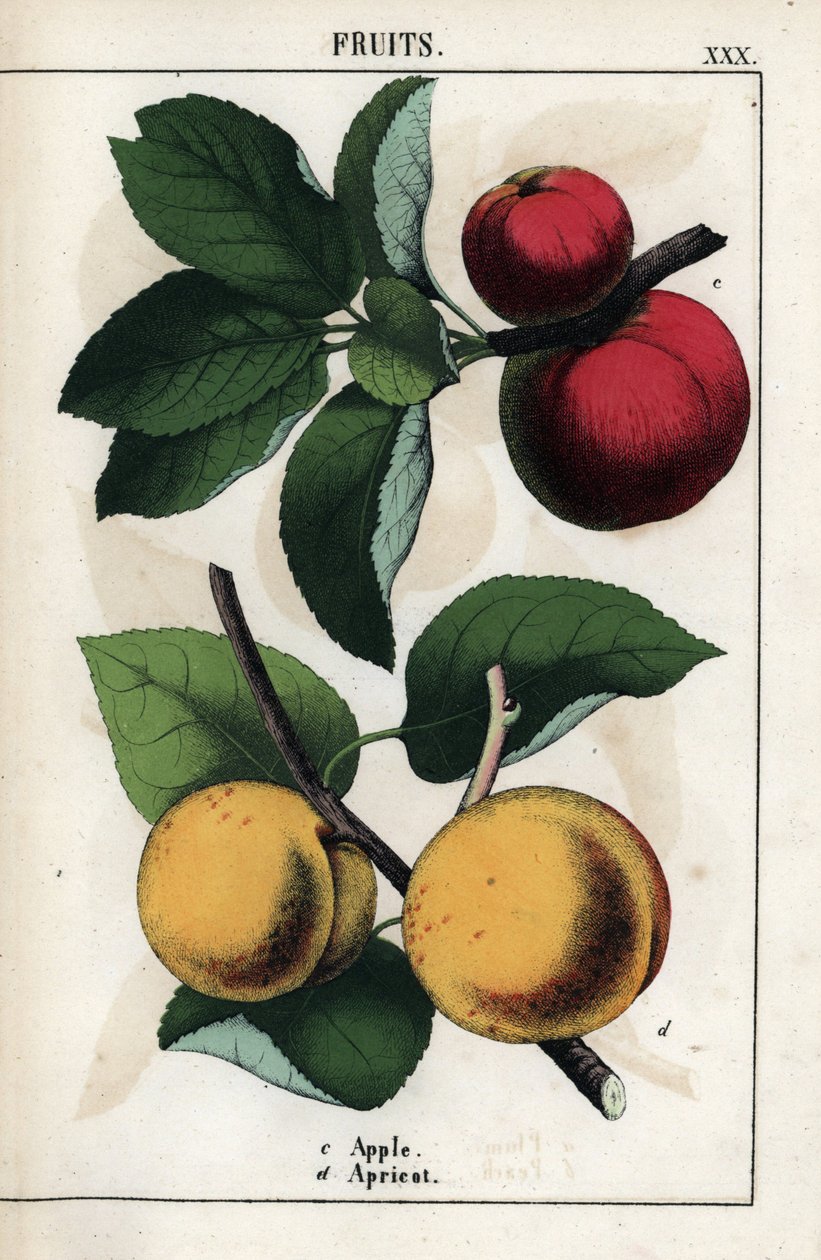 Popis ovoce: červená jablka a meruňky. Chromolitografie v knize "Recueil d