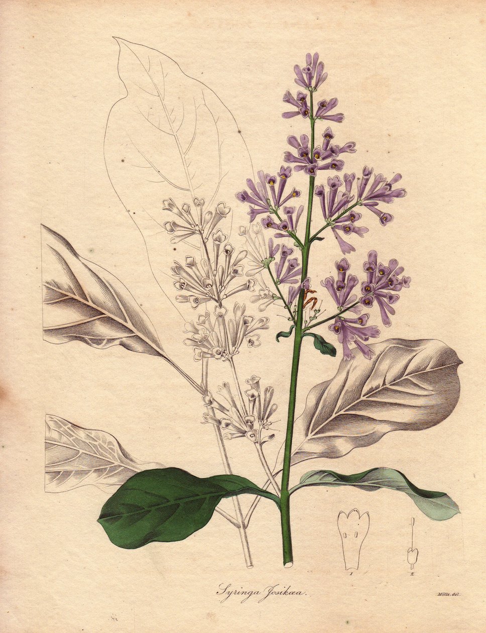 Popis maďarského šeříku (Syringa josikaea), který pochází ze střední a východní Evropy. Ilustrace od slečny R. Millsové (činné v letech 1836-1842) v pětisvazkové sérii The Botanist od Benjamina Maunda, vydané v letech 1836-1842. Toto dílo je proslulé od Unbekannter Künstler