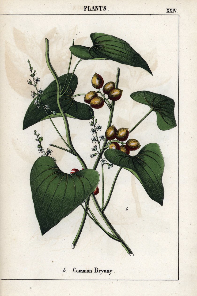 Popis bryonie bílé (Bryonia alba) se zlatými bobulemi. Chromolitografie v knize "Recueil d
