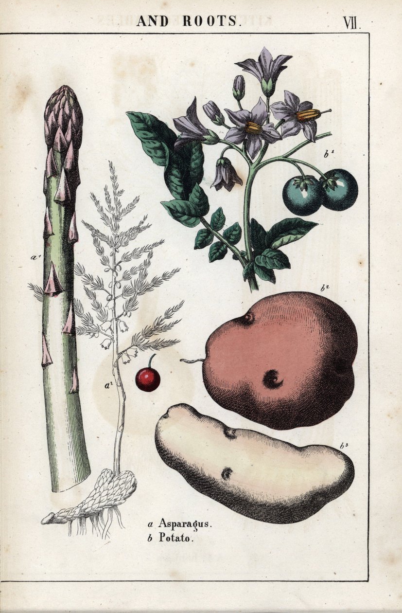 Popisná tabule: zelený chřest a brambory. Chromolitografie v knize "Recueil d