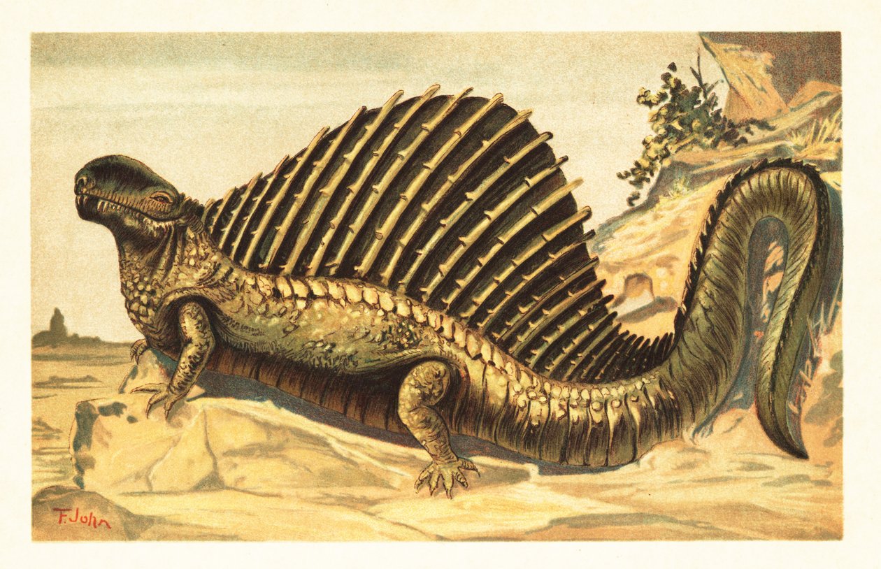 Dimetrodon limbatus se svou výraznou neurální páteří plachtí 1908 (litografie) od Unbekannter Künstler