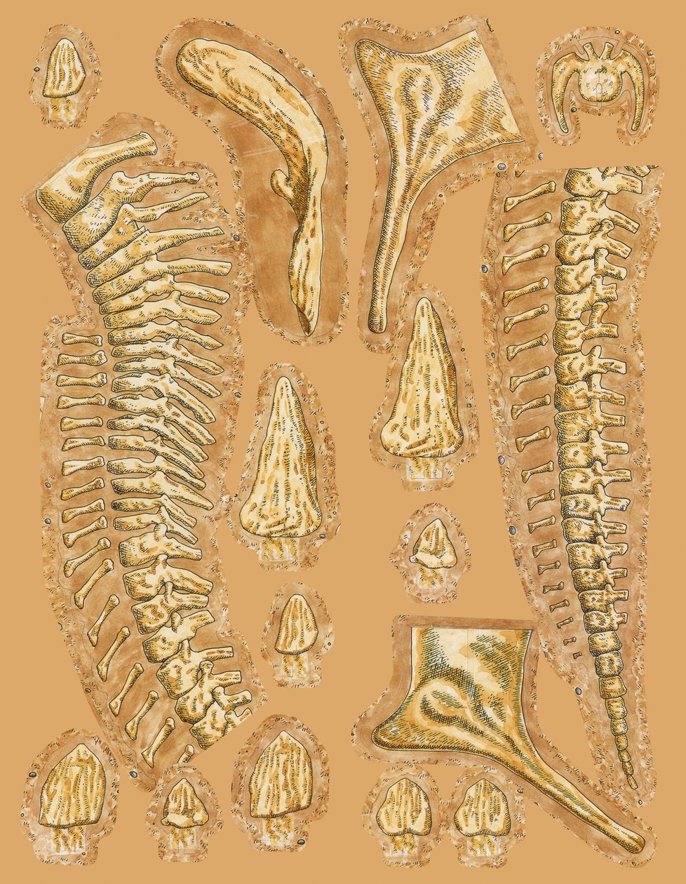 Dinosauří kosti na barevném pozadí, detail od Unbekannt