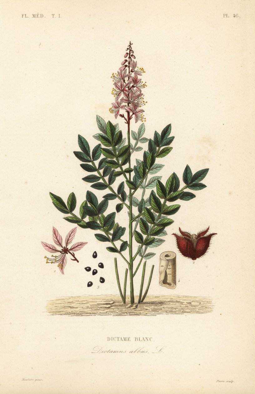 Dittany, Dictamnus white, Dictame od Unbekannt
