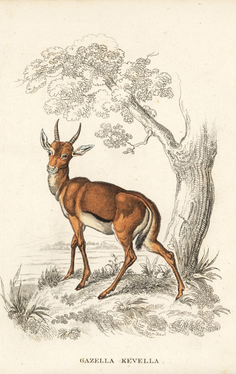 Gazela Dorcas, Gazella dorcas (kevel obecný, Gazella kevella). Zranitelná. Podle ilustrace Jamese Stewarta. Ručně kolorovaná litografie z přírodovědné galerie Georga Friedricha Treitschkeho, Naturhistorischer Bildersaal des Thierreiches, Liepzig. od Unbekannter Künstler