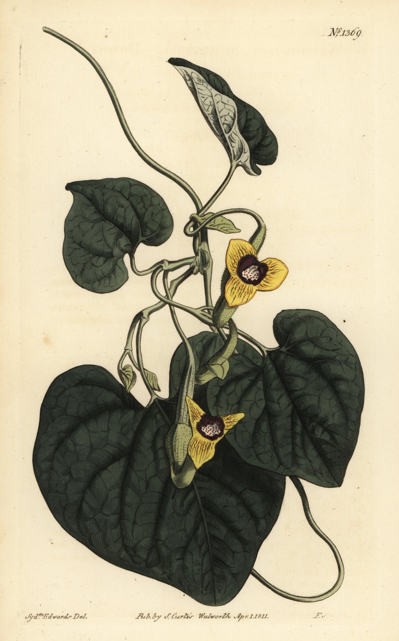 Pérolistá mateřídouška, Aristolochia tomentosa od Unbekannt
