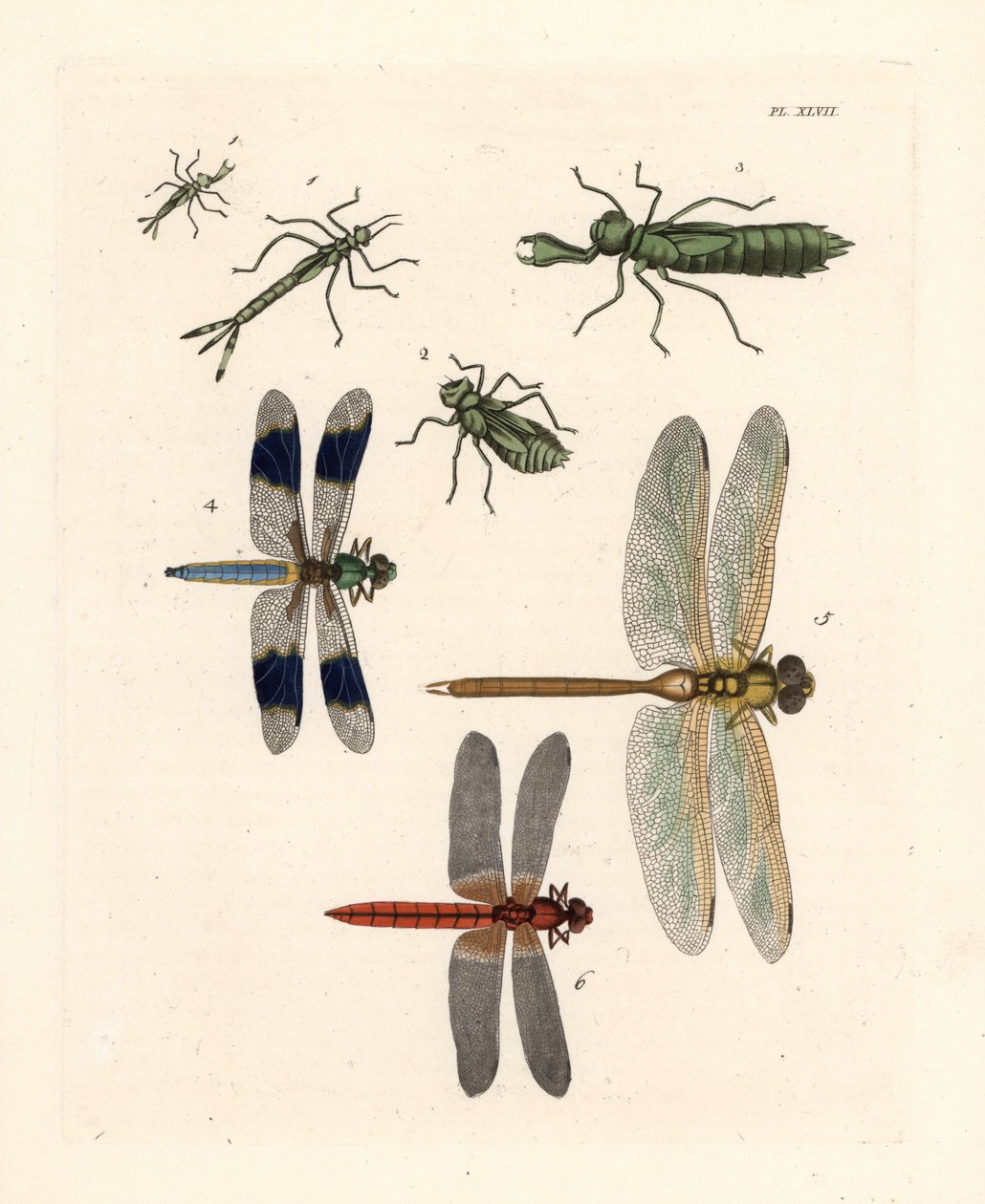 Larvální formy vážek 1,2,3, bělásek obecný, Libellula lydia 4, šídlo zelené, Anax junius 5, a šídlo šarlatové, Crocothemis servilia 6. Ručně kolorovaná litografie z nového vydání publikace "Illustrat" od Dru Druryho od Johna O. Westwooda. od Unbekannter Künstler