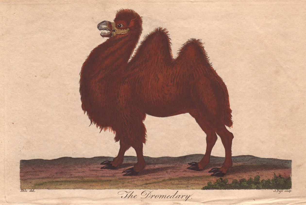 Velbloud dromedárský Camelus dromedarius od Unbekannter Künstler