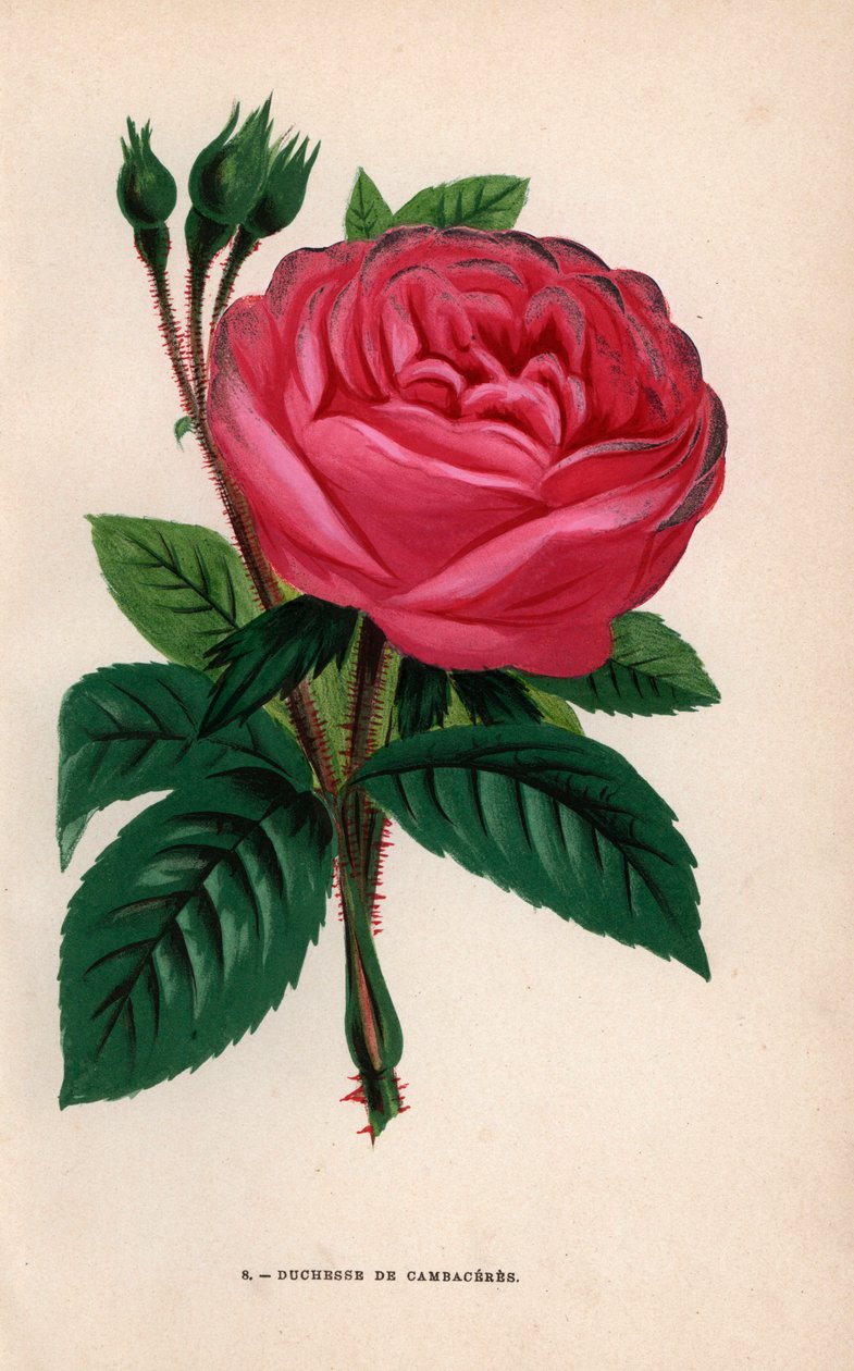 Duchesse de Cambaceres rose, hybridní odrůda vyšlechtěná panem Fontainem z Chatillonu v roce 1854. Chromolitografie nakreslená a litografovaná podle přírody F. Grobonem podle knihy Hippolyte Jamaina a Eugena Forneyho "Les Roses", Paříž, J. Rothschild. od Unbekannter Künstler