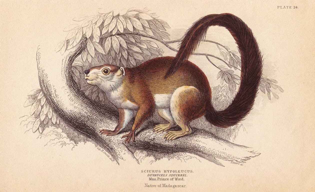 Veverka Duvaucelsova, Sciurus hypoleucus. Obří veverka indická Z exempláře v muzeu knížete Maxmiliána z Wied-Neuwied. Ručně kolorovaná ocelorytina od Lizarse podle ilustrace Charlese Hamiltona Smithe z knihy Williama Jardina Naturalist