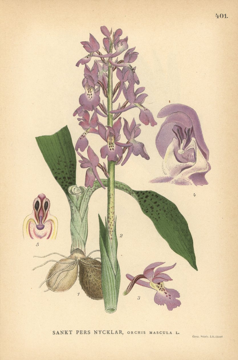 Raná fialová orchidej, Orchis mascula od Unbekannter Künstler