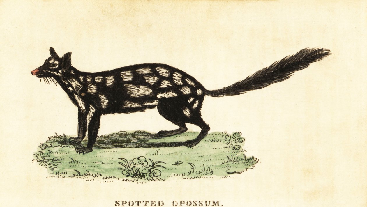 Východní quoll, mýval Dasyurus. ,1800 (rytina) od Unbekannter Künstler