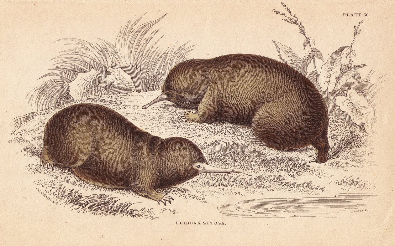 Mravenečník ostnitý, Tachyglossus aculeatus (Echidna setosa). Ručně kolorovaná ocelorytina od Lizarse podle ilustrace Charlese Hamiltona Smithe z Naturalist