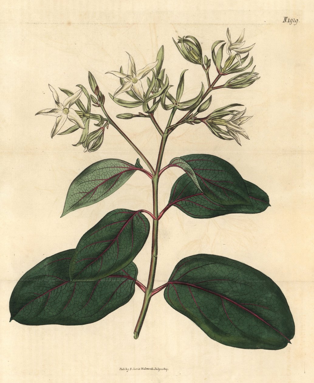 Echite - Kamettia caryophyllata (Echites caryophyllata). Ručně kolorovaná botanická rytina z Curtis