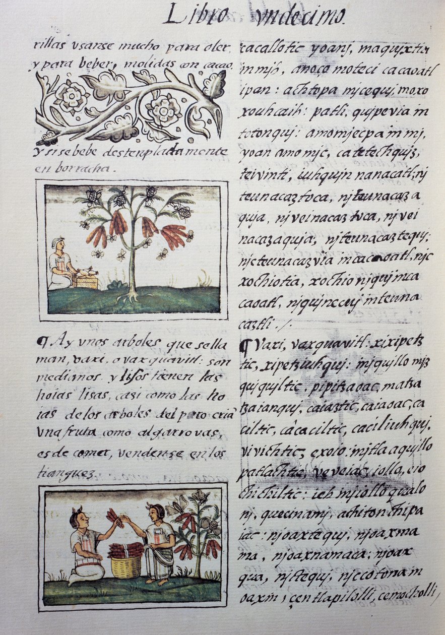 Jedlé rostliny, červené fazole, stránka z knihy XI Florentského kodexu, dvojjazyčná verze ve španělštině a nahuatlu, Obecné dějiny věcí Nového Španělska, autor španělský misionář Fray Bernardino de Sahagun (1499-1590). Aztécká civilizace od William M. Timlin