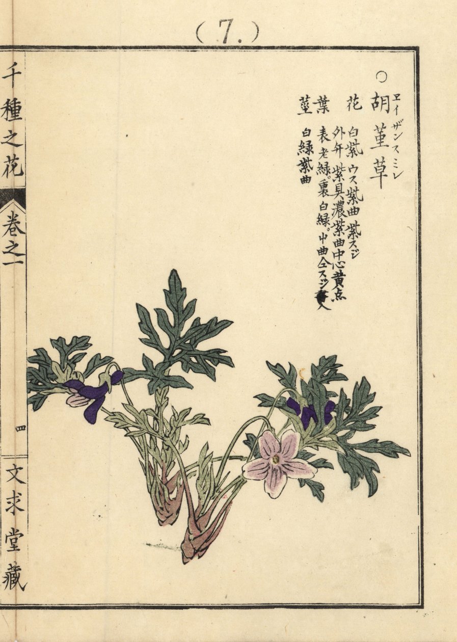 Eizan sumire gold eizan violet, Viola eizanensis. Ručně kolorovaný dřevoryt Kono Bairei z knihy Senshu no Hana (Tisíc druhů květin), Bunkyudo, Kjóto. od Unbekannter Künstler