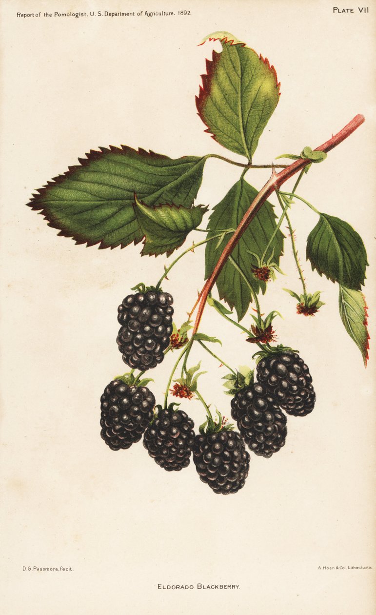 Ostružiník Eldorado, Rubus fruticosus. Hoenova chromolitografie podle botanické ilustrace D. G. Passmora ze Zprávy pomologa amerického ministerstva zemědělství. od Unbekannter Künstler