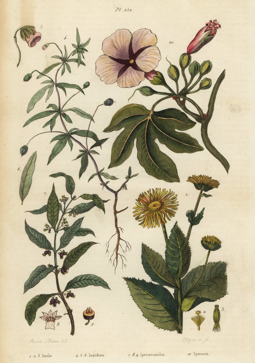 Elecampane, Inula helenium 1-3, zelená fialová, Hybanthus druh Ionidium polygalifolium 4-6, ipecacuanha, Carapichea ipecacuanha 7-9, a svlačec, Ipomoea insignis 10 od Unbekannt
