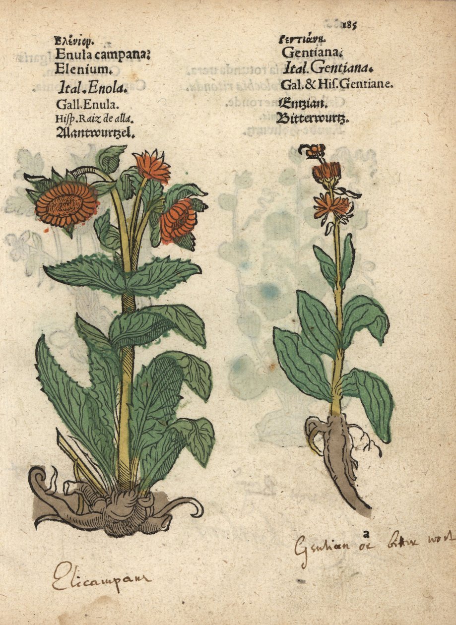 Elecampane, Inula helenium a hořce. Ručně kolorovaná dřevorytová ilustrace botanické knihy Adama Lonicera Krauterbuch, neboli Herbal, Frankfurt nad Mohanem. od Unbekannter Künstler
