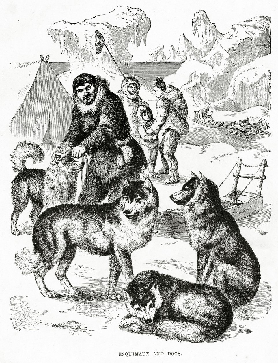 Esquimaux a psi. 1902 (litho) od Unbekannt