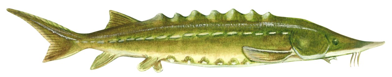 Jeseter černý - jeseter atlantický (Acipenser oxyrinchus) od Unbekannter Künstler