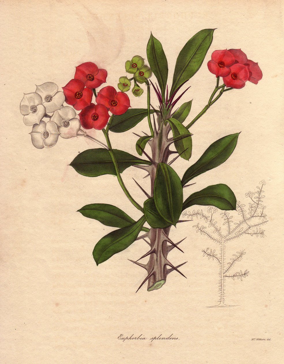 Euphorbia milii. Nazývá se také Kristova epine, koruna trnů nebo Kristova rostlina. Druh pocházející z Madagaskaru. Její jméno pochází od trnitých stonků a karmínově červeného květu. od Unbekannter Künstler