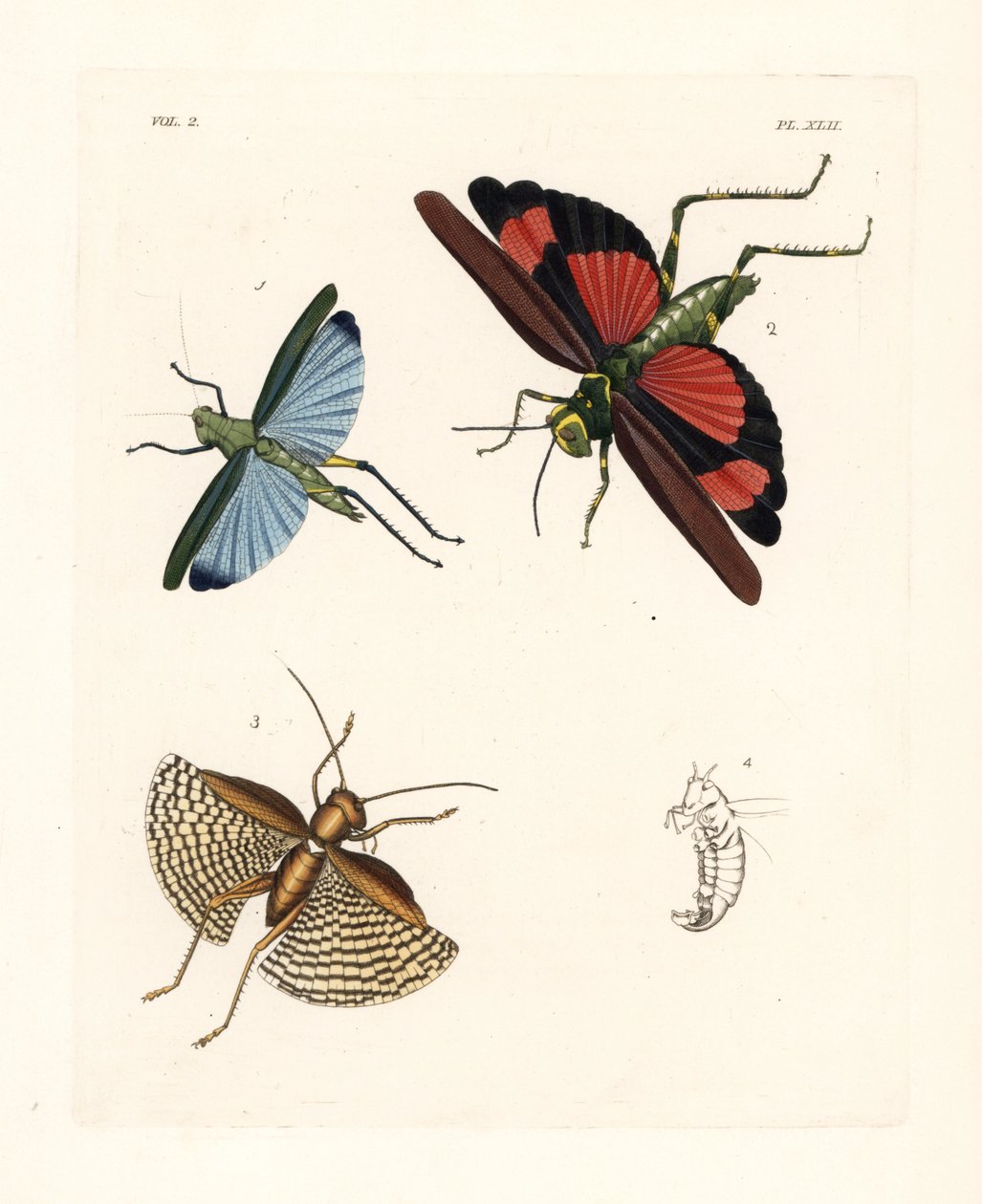 Eupropacris coeruleus kobylka 1, Chromacris miles 2 a Gryllacris tessellata 3. Ručně kolorovaná litografie z nového vydání knihy Dru Druryho "Illustrations of Exotic Entomology" od Johna O. Westwooda, Bohn, Londýn. od Unbekannter Künstler