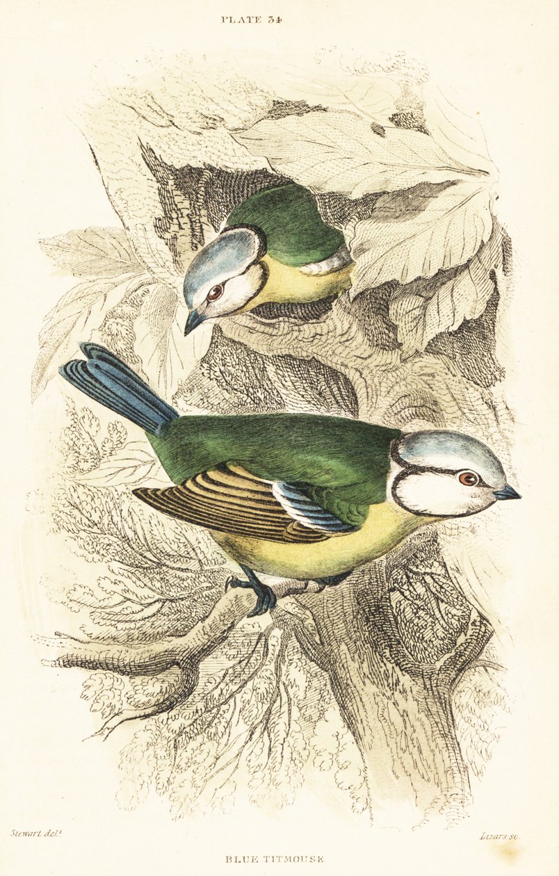 Sýkora modřinka euroasijská, Cyanistes caeruleus.1889 (rytina) od Unbekannter Künstler