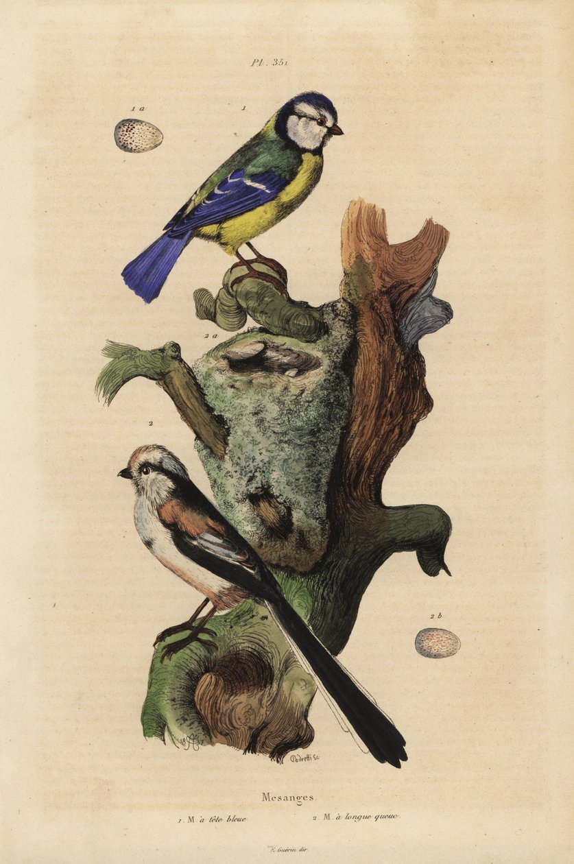 Sýkora modřinka euroasijská, Cyanoses caeruleus a vejce a sýkora dlouhoocasá, Aegithalos caudatus, s hnízdem a vejcem od Unbekannt