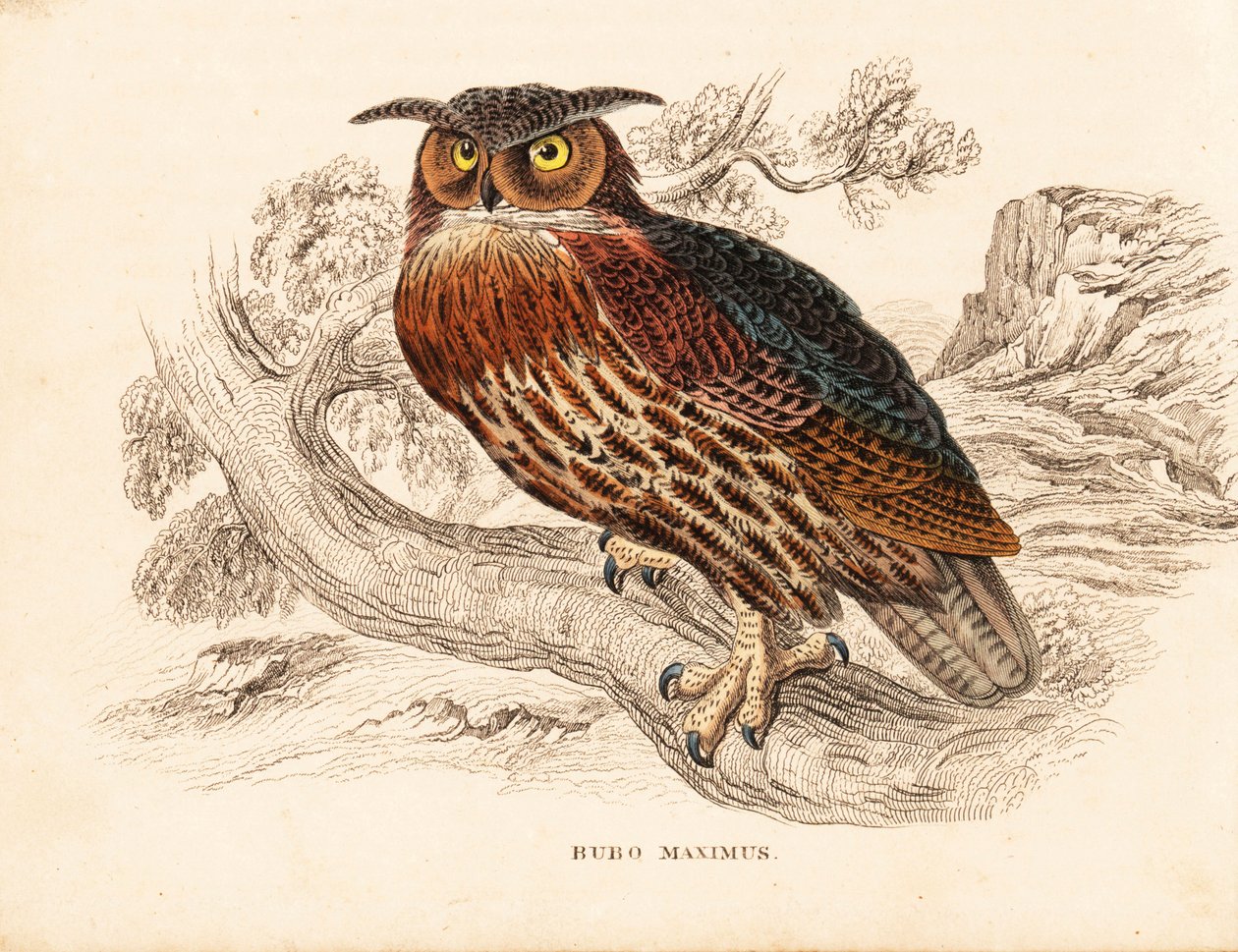 výr velký, Bubo bubo (Bubo maximus). Ručně kolorovaná ocelorytina z Přírodovědné galerie Georga Friedricha Treitschkeho, Naturhistorischer Bildersaal des Thierreiches, Liepzig. od Unbekannter Künstler
