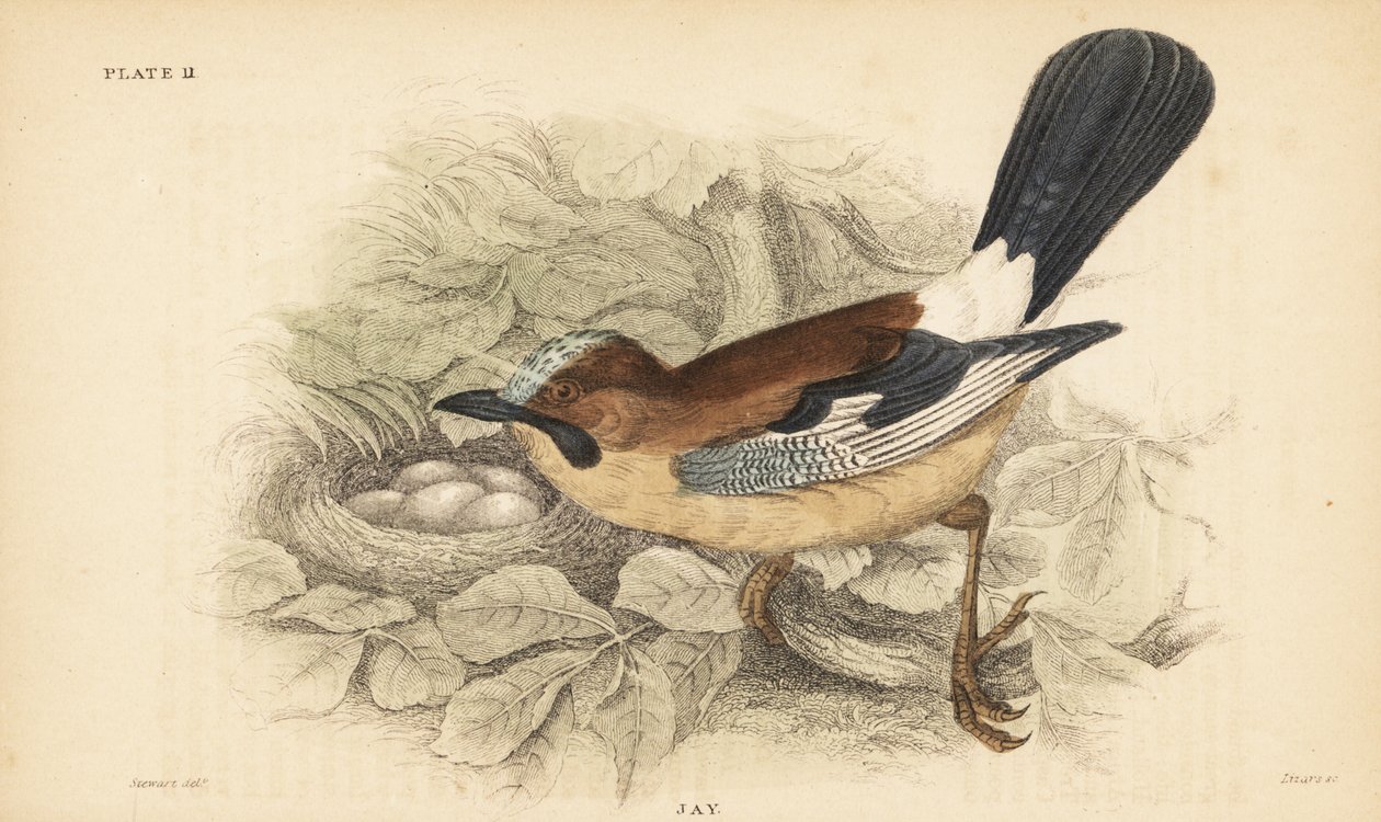 Sojka obecná, Garrulus glandarius, s hnízdem a vejci. 1889 (rytina) od Unbekannter Künstler