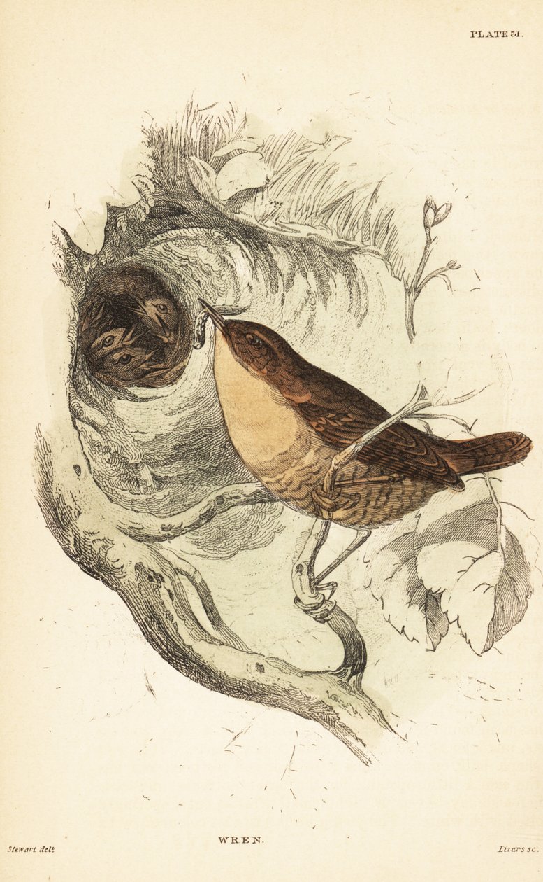 Střízlík obecný, Troglodytes troglodytes.1889 (rytina) od Unbekannter Künstler