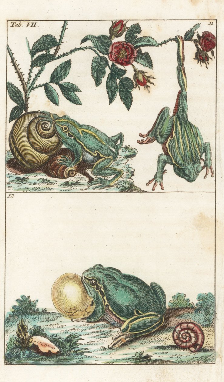 Evropské a italské žáby - silná voda od Gottlieba Tobiase Wilhelma (1758-1811), z Encyklopedie přírodopisu: Obojživelníci od Unbekannter Künstler