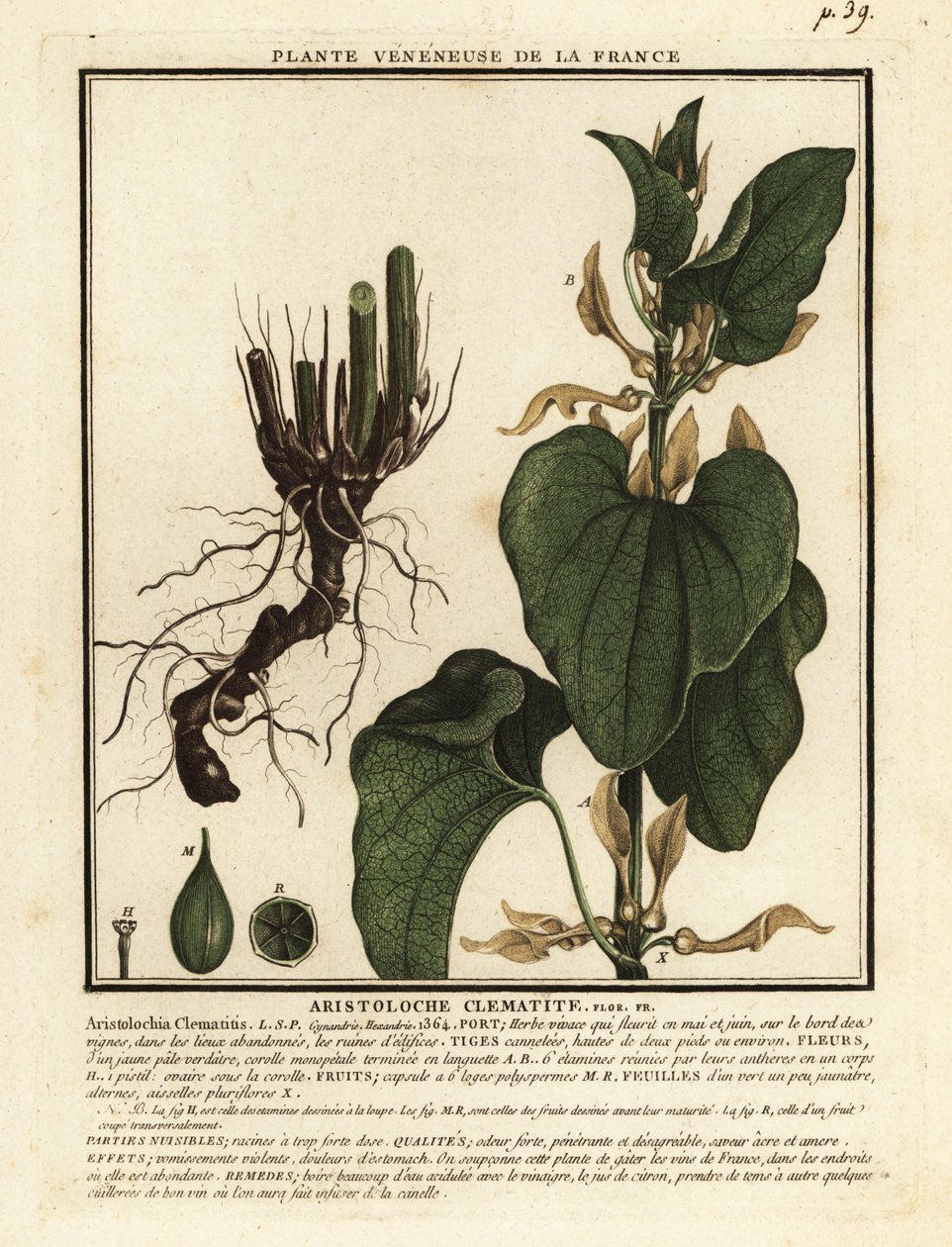 Evropská rodivka, Aristolochia clematitis. od Unbekannter Künstler