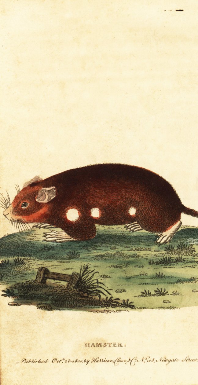 Křeček evropský, Cricetus cricetus. Kriticky ohrožený. ,1800 (rytina) od Unbekannter Künstler