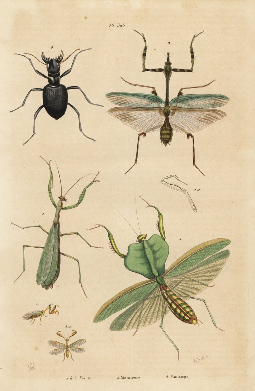 Kudlanka evropská, Mantis religiosa 1, kudlanka listová, Choeradodis rhomboidea 2, brouk tygrovaný, Manticora latipennis 3, mantidfly, Mantispa styriaca 4 od Unbekannt
