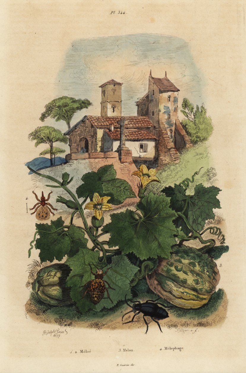 Olejník evropský, Meloe proscarabaeus 1.2, Honfleur meloun, Cucumis meloun 3, a ovčí kedže, Melophagus ovinus od Unbekannt