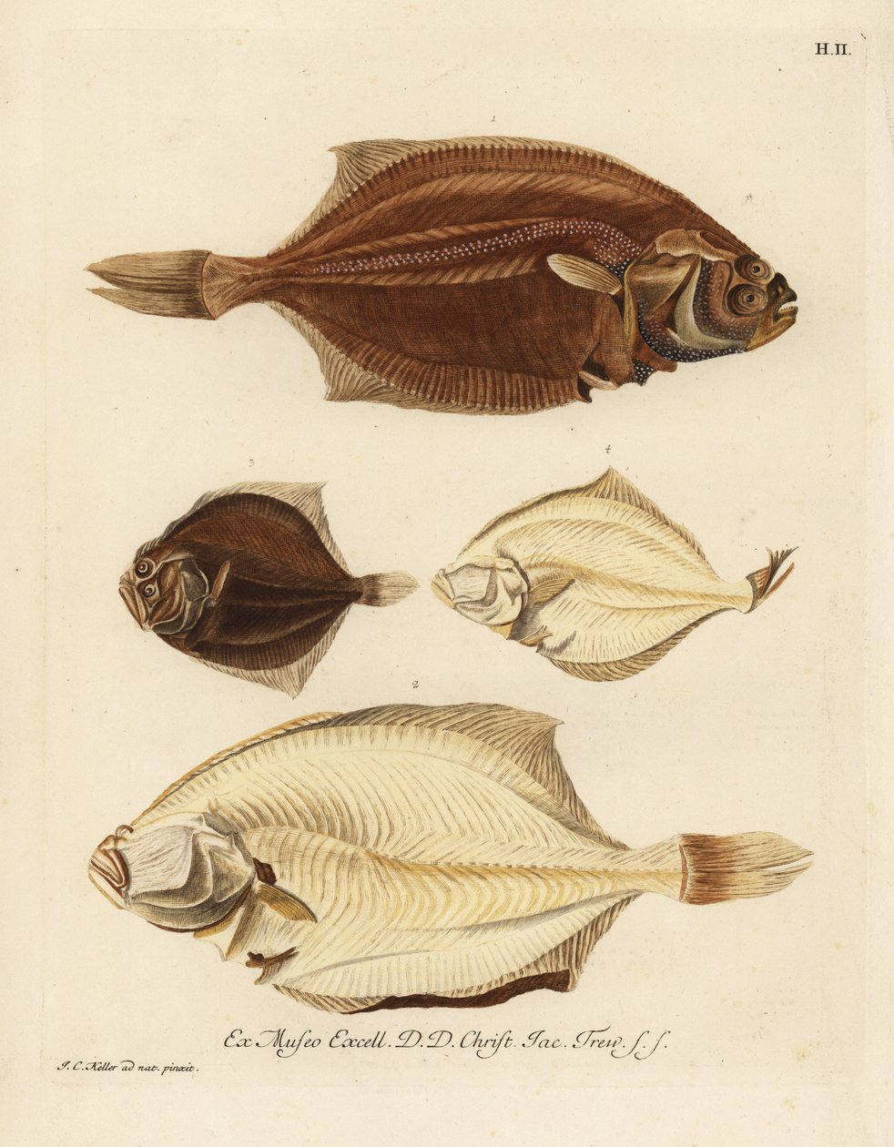Plejtvák obecný, Pleuronectes platessa 1,2 a plejtvák obrovský, Scophthalmus rhombus 3,4. Kambalka nebo ohnivák pravý, Platessa, z levého boku, Plaid nebo rhombus z levého boku, malý platýs mem boku. Ručně kolorovaná mědirytina podle i od Unbekannter Künstler