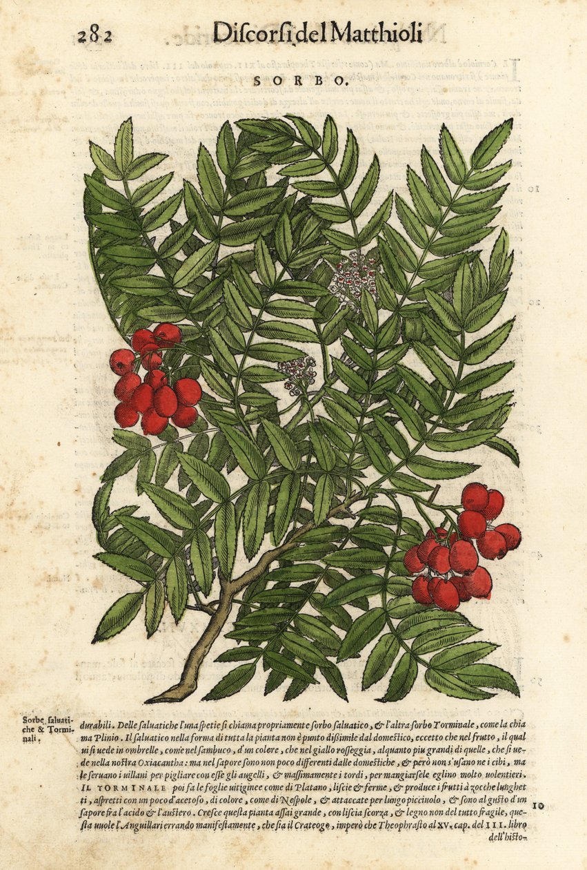Jeřáb ptačí, Sorbus aucuparia. Ručně kolorovaný dřevoryt Wolfganga Meyerpicka podle ilustrace Giorgia Liberaleho z knihy Pietra Andrey Mattioliho Discorsi di P.A. Matthioli ne i sei libri della Materia Medicinale di Pedacio Dioscoride Anaza. od Unbekannter Künstler