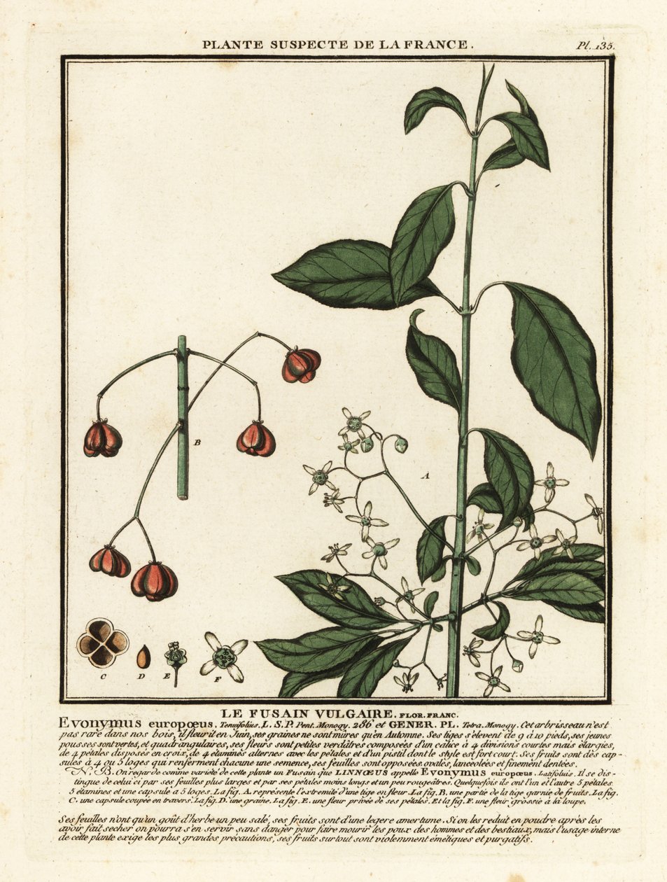 Vřeteno evropské, Euonymus europaeus. od Unbekannter Künstler