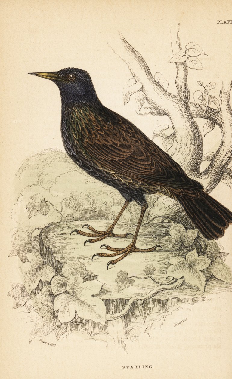 Špaček obecný, Sturnus vulgaris. 1889 (rytina) od Unbekannter Künstler