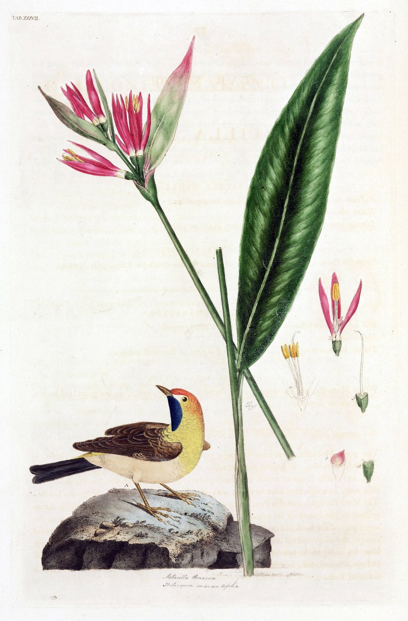 Květ a konipas falešný (Bergeronnettes nebo Motacilla thoracica, Heliconia marantifolia nebo Heliconia hirsuta od Unbekannt