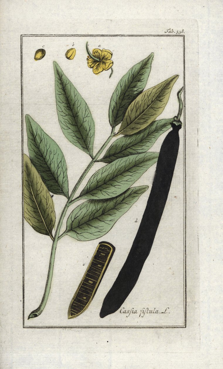 Falešná sena, falešný rohovník, zlatý déšť nebo canefier (Cassia fistula). Litografie z knihy "Afbeelding der Artseny-Gewassen" od Johannese Zorna (1739-1799), Nizozemsko. od Unbekannter Künstler