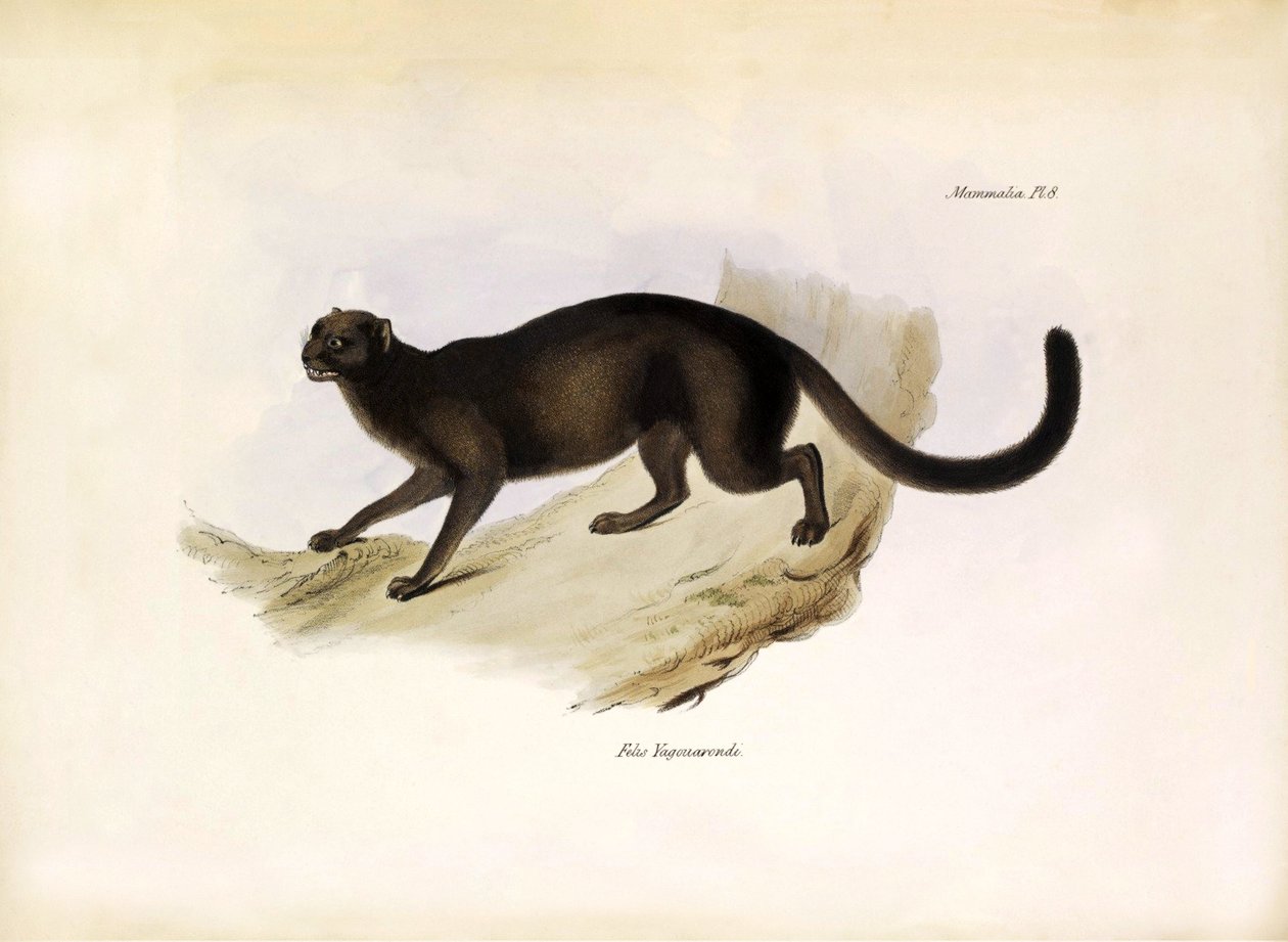 Felis Yagouarondi Jaguarondi neboli eyra nebo kočka vydra, americká kočkovitá šelma popsaná Charlesem Darwinem během jeho expedice na palubě lodi Beagle. Deska z knihy "The zoology of the voyage of H.M.S. Beagle. described by John Gould, with notice of the od Unbekannter Künstler