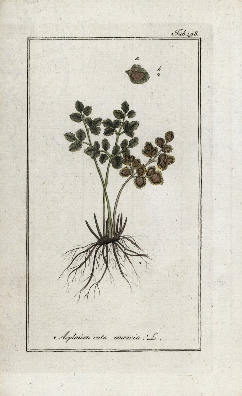 Kapradina doradilla stěn nebo asplenia ulice stěn (Asplenium ruta muraria). Litografie z knihy "Afbeelding der Artseny-Gewassen" od Johannese Zorna (1739-1799), Nizozemsko. od Unbekannter Künstler